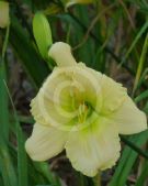 Hemerocallis Lauren Leah