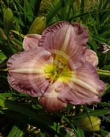 Hemerocallis Mary Tudor