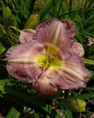 Hemerocallis Mary Tudor