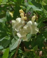 Salvia microphylla Iced Lemon