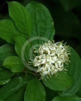 Cornus sanguinea