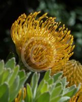 Leucospermum Carnival Yellow