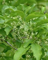 Euonymus hamiltonianus