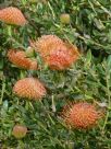 Leucospermum Firewheel