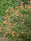 Leucospermum Firewheel