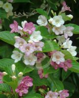 Weigela florida Versicolor