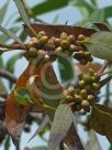 Eucalyptus conglobata