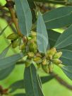 Eucalyptus rigens
