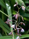 Dianella caerulea Lucia