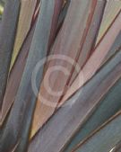 Phormium Border Black