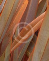 Phormium Flamin