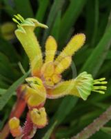 Anigozanthos Bush Tenacity