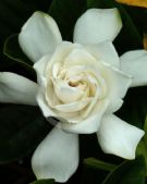 Gardenia jasminoides Magnifica