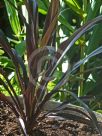 Cordyline Renegade