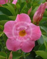 Mandevilla Aloha Hot Pink