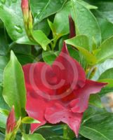 Mandevilla Aloha Regal Ruby