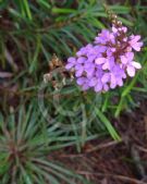 Stylidium productum