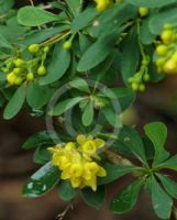 Berberis carminea Sparkler