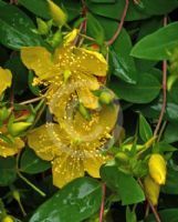 Hypericum kouytchense