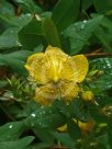 Hypericum kouytchense