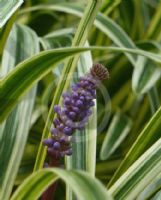 Liriope muscari Sun Gold