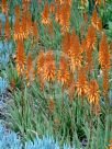 Aloe Andrea's Orange