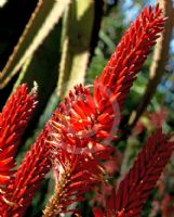 Aloe Erik the Red