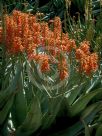 Aloe Outback Orange