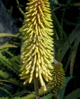 Aloe Southern Cross