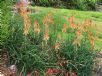 Aloe Topaz