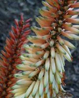 Aloe Tusker