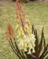 Aloe Winter Bells