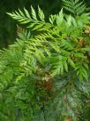 Stenocarpus davallioides