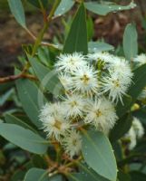 Eucalyptus extrica