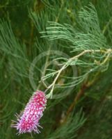 Grevillea petrophiloides magnifica