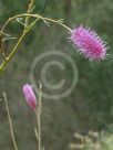 Grevillea petrophiloides magnifica