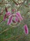 Grevillea petrophiloides magnifica