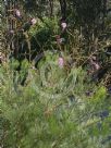 Grevillea petrophiloides magnifica
