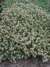 Helichrysum Silver Dome