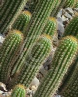 Soehrensia spachiana