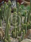 Soehrensia spachiana