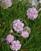 Armeria pungens