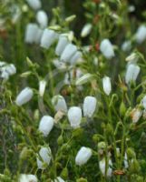Daboecia cantabrica Alba