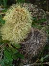 Banksia serrata (prostrate)