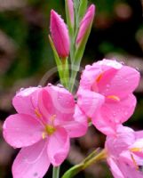 Hesperantha coccinea Sunrise