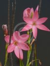 Hesperantha coccinea Sunrise