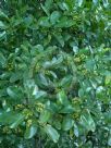 Acronychia littoralis