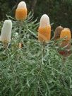 Banksia hookeriana prionotes