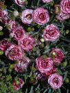 Dianthus Raspberry Sundae