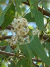 Eucalyptus atrata